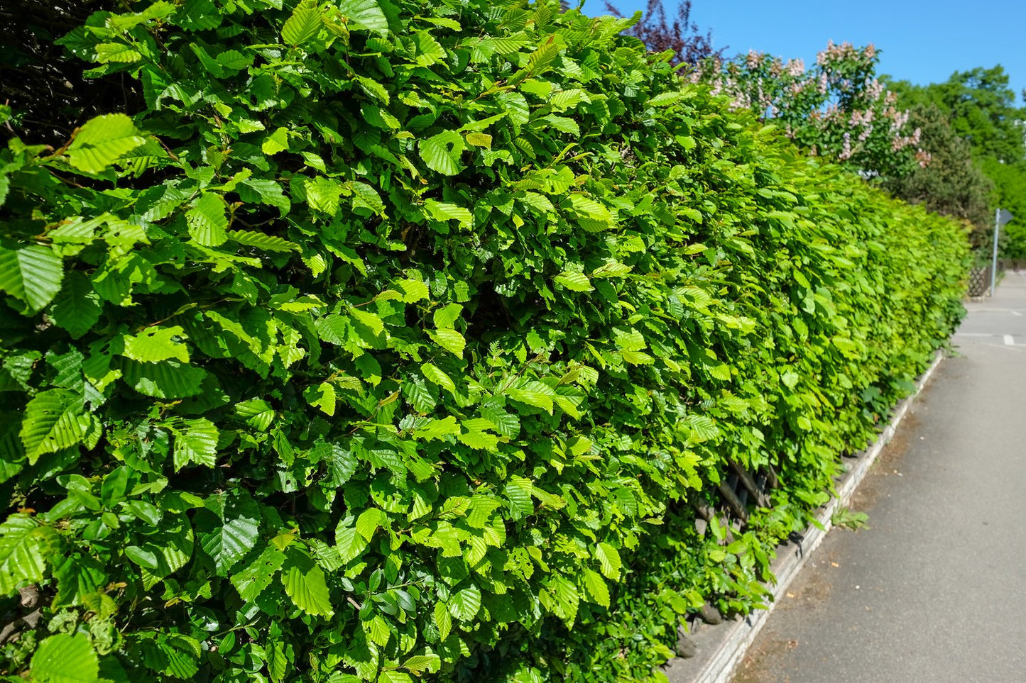 Carpinus betulus, 125-150 cm, 10-pack-Goliat