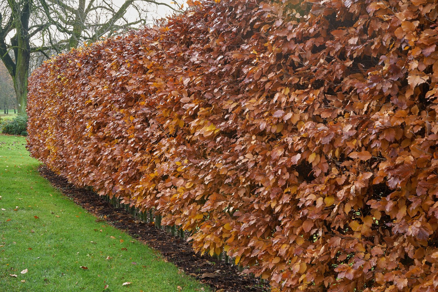 Carpinus betulus, 125-150 cm, 10-pack-Goliat