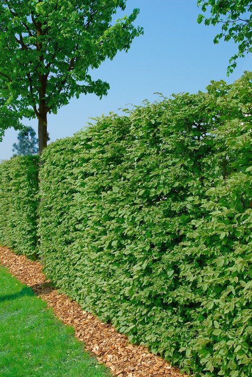 Fagus sylvatica, 125-150 cm, 10-pack-Goliat