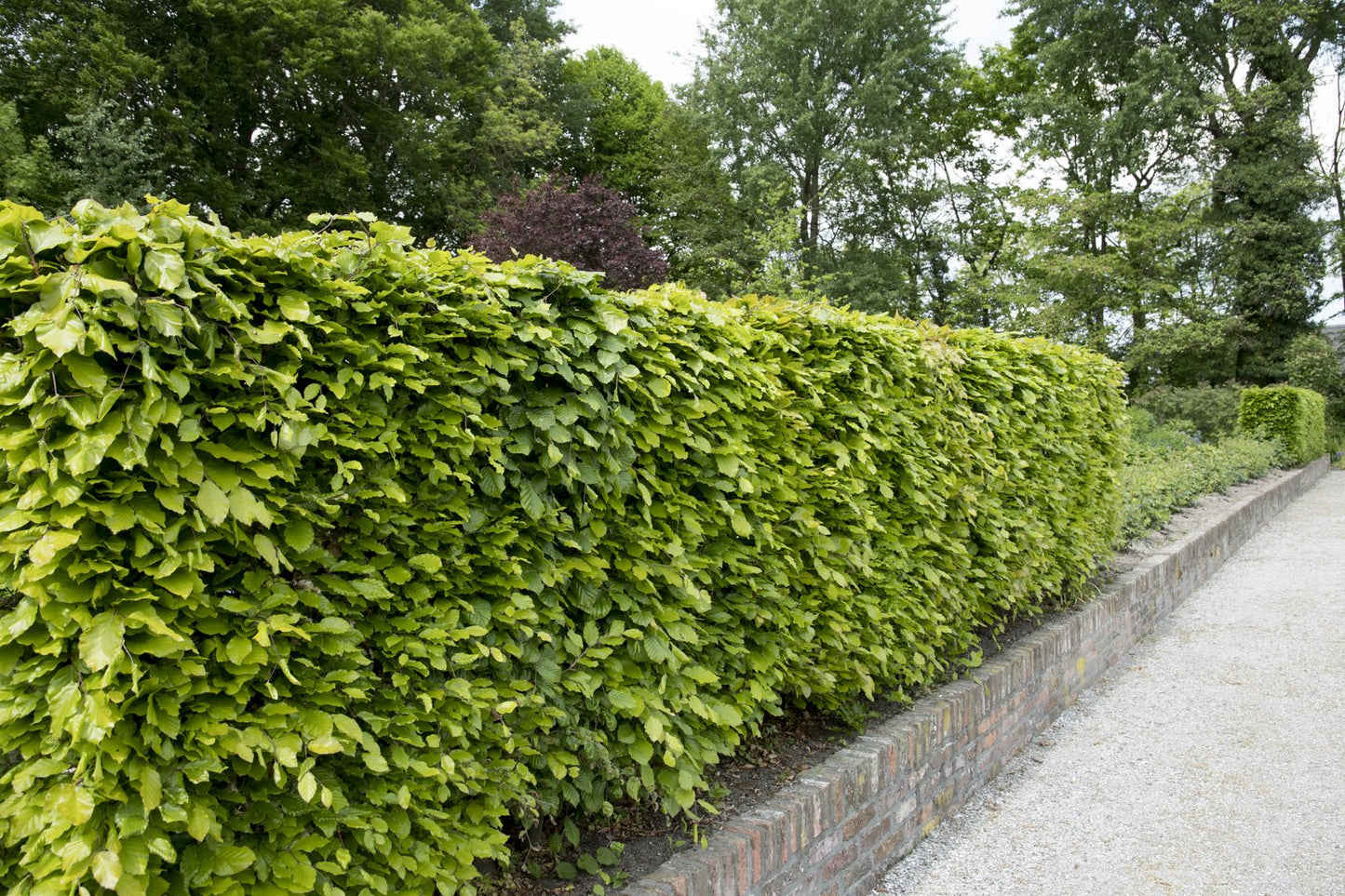 Fagus sylvatica, 125-150 cm, 10-pack-Goliat