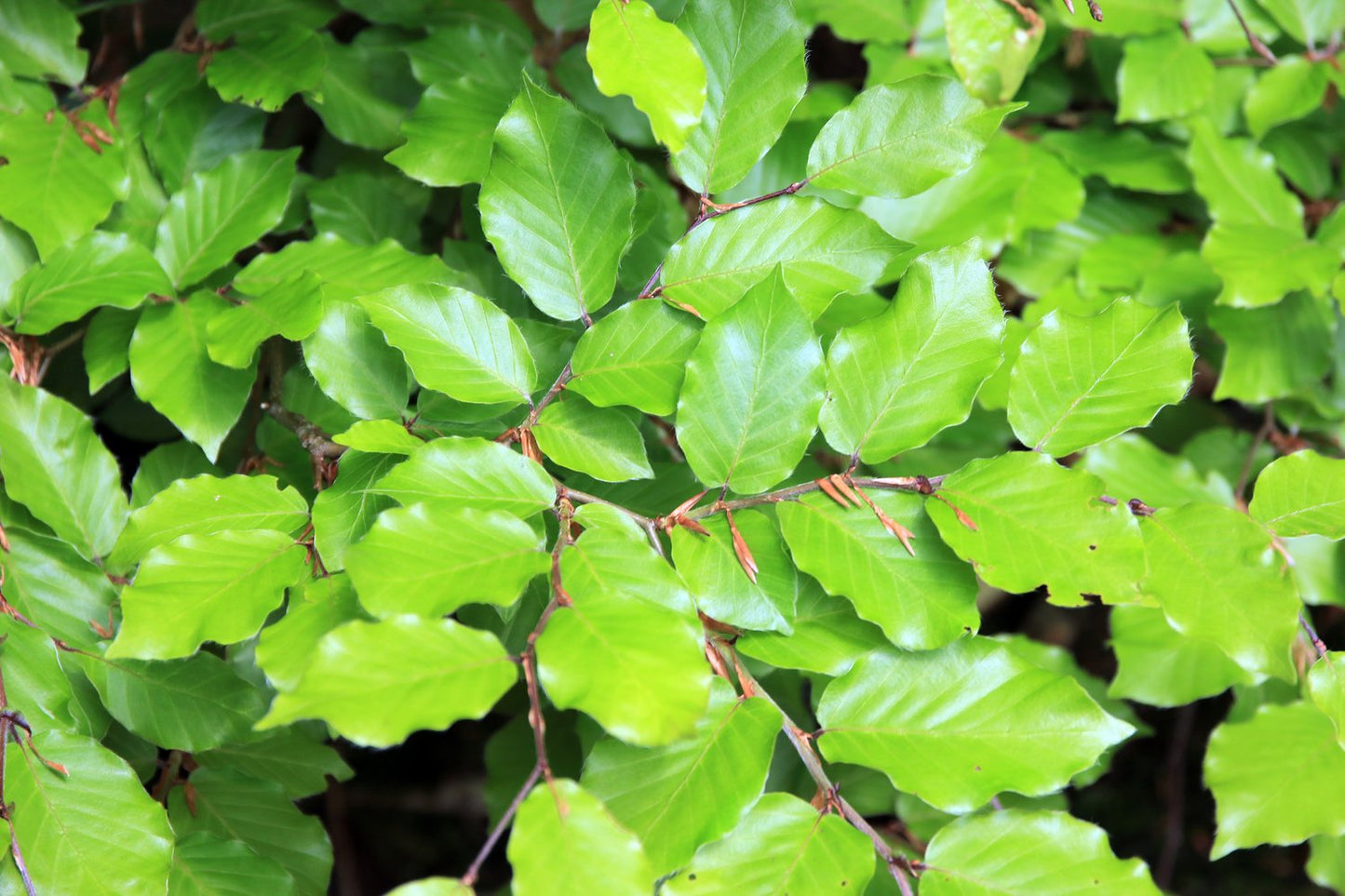 Fagus sylvatica, 125-150 cm, 10-pack-Goliat