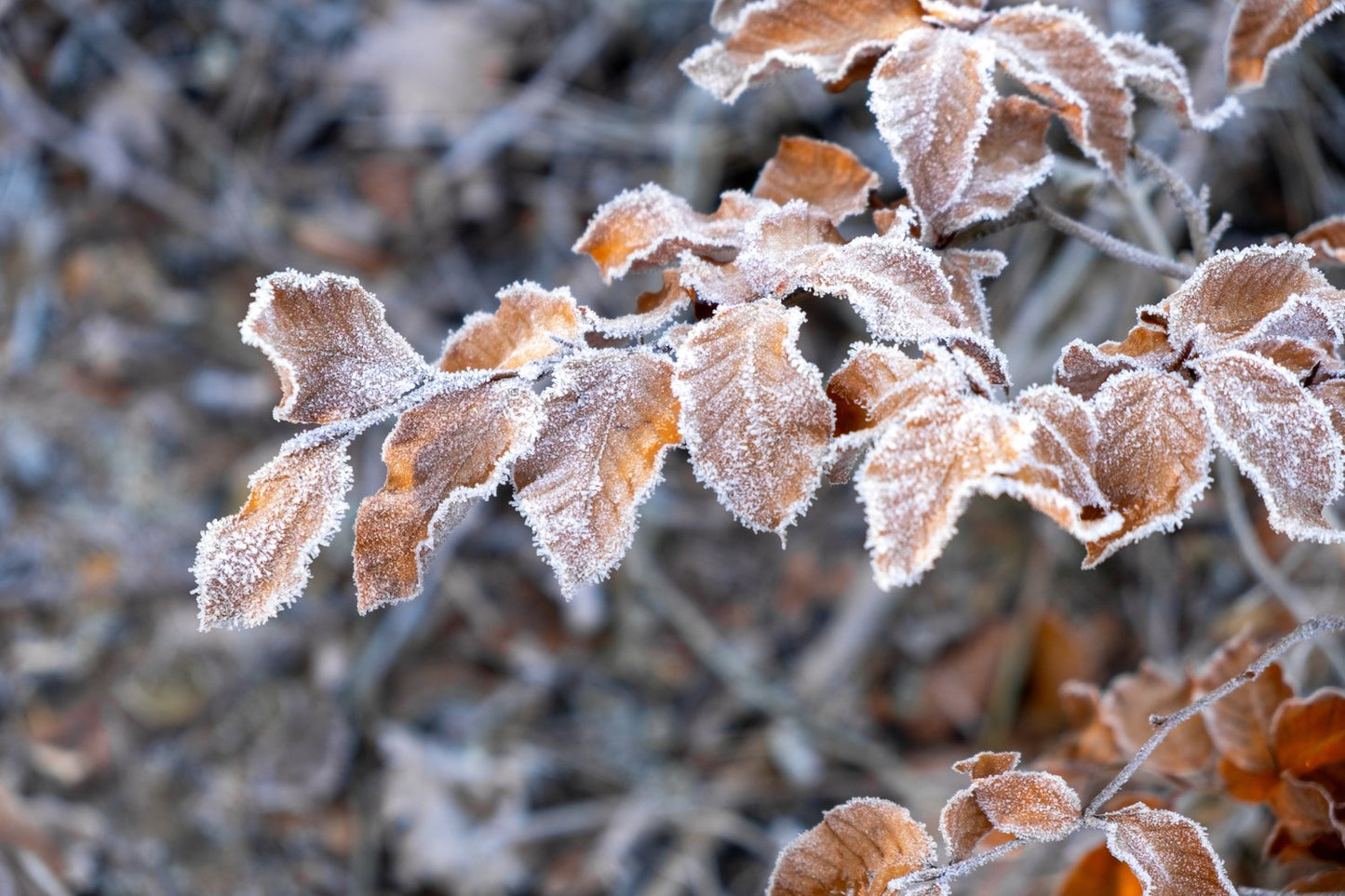 Fagus sylvatica, 125-150 cm, 10-pack-Goliat
