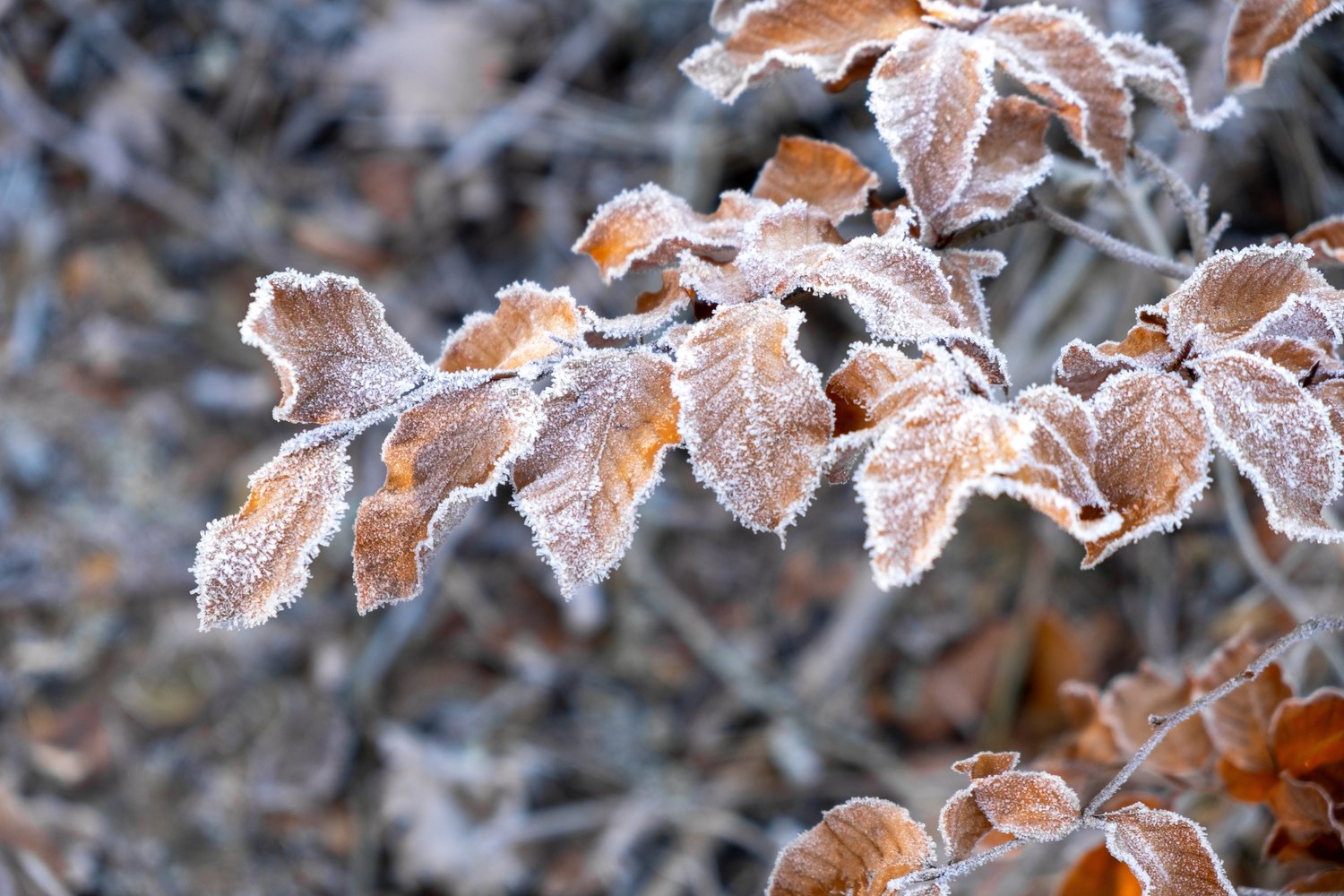 Fagus sylvatica, 125-150 cm, 10-pack-Goliat