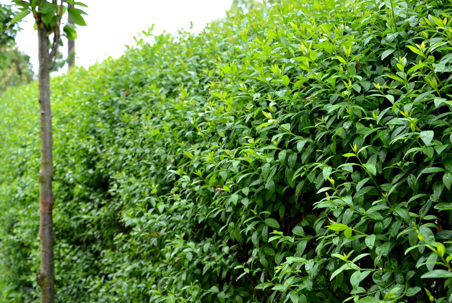 Ligustrum vulg. var. Ital. 'Liga', 80-120 cm, 10-pack-Goliat
