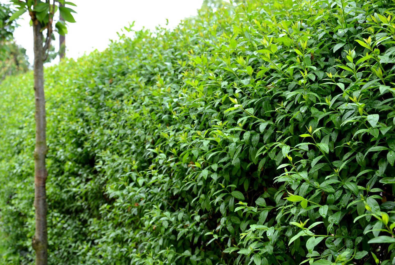 Ligustrum vulg. var. Ital. 'Liga', 80-120 cm, 10-pack-Goliat
