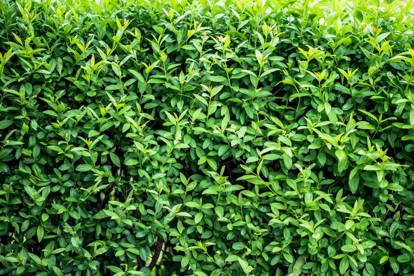 Ligustrum vulg. var. Ital. 'Liga', 80-120 cm, 10-pack-Goliat