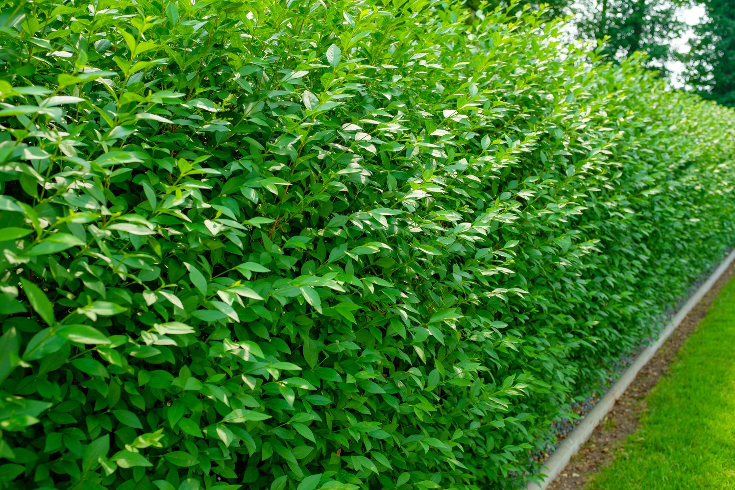 Ligustrum vulg. var. Ital. 'Liga', 80-120 cm, 10-pack-Goliat