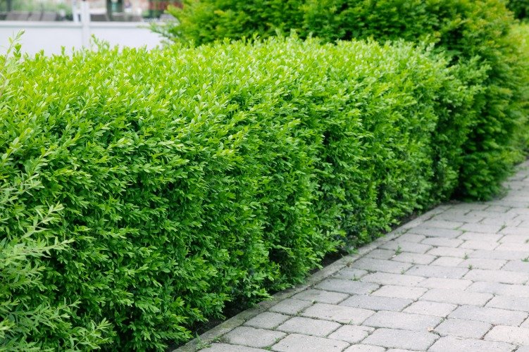 Ligustrum vulg. var. Ital. 'Liga', 125-150 cm, 5-pack-Goliat