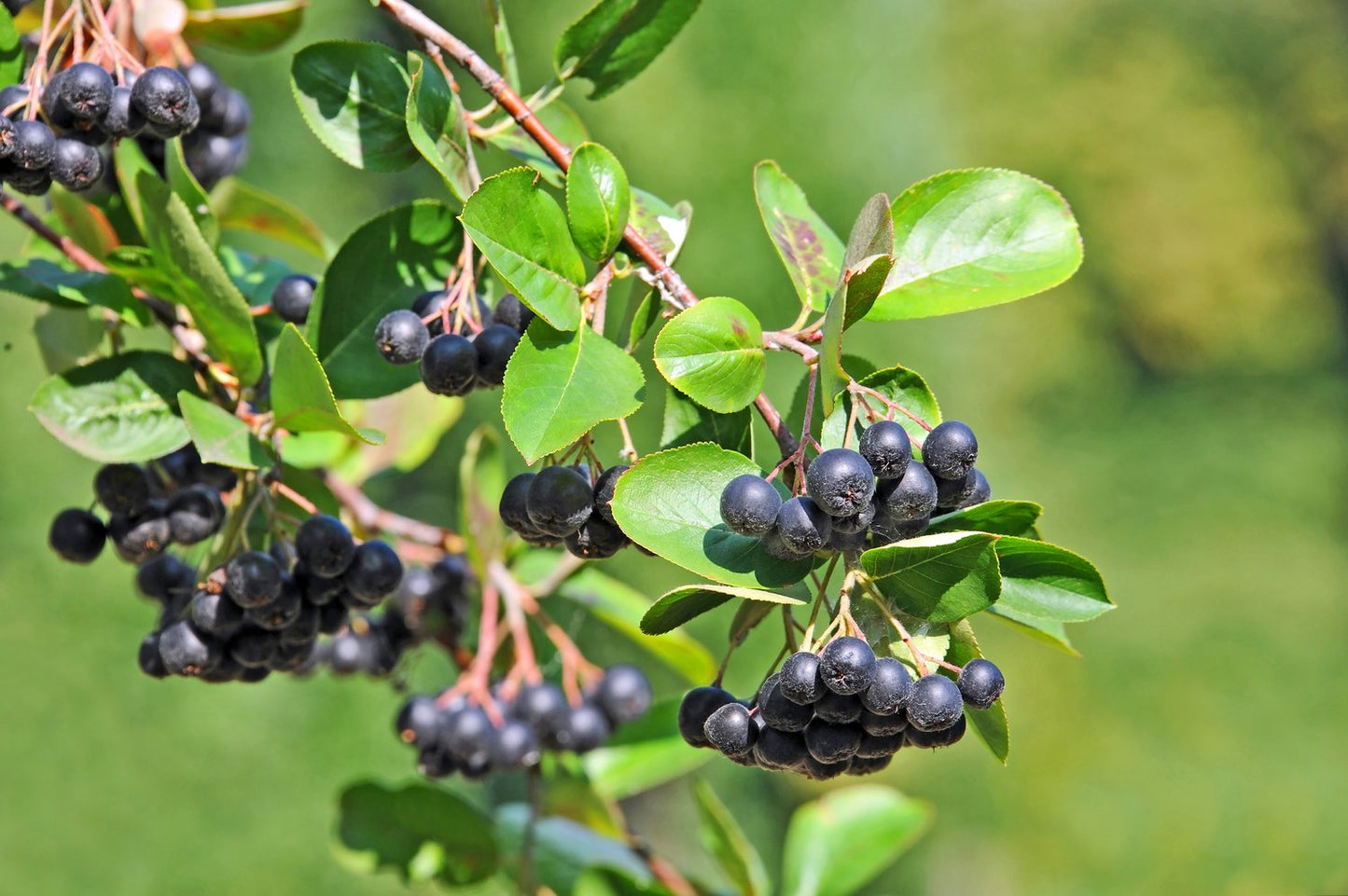 Aronia x prunifolia 'Elata', 60-100 cm, 5-pack-Goliat