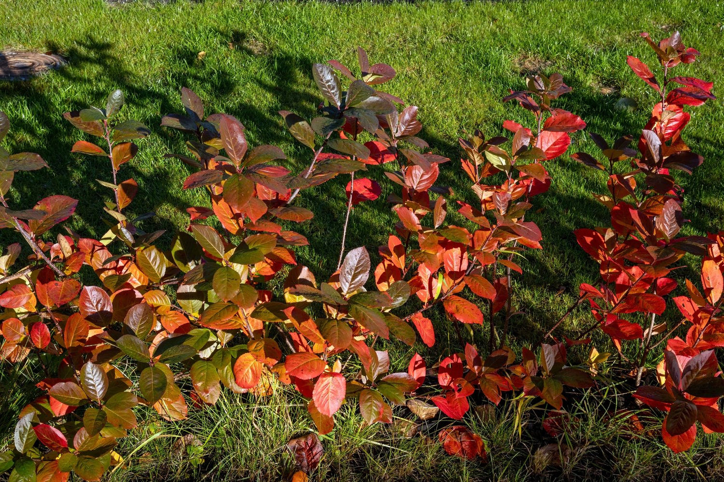 Aronia x prunifolia 'Elata', 60-100 cm, 5-pack-Goliat