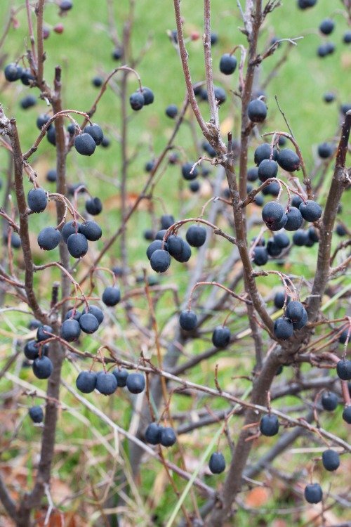 Cotoneaster lucidus, 60-100 cm, 5-pack-Goliat