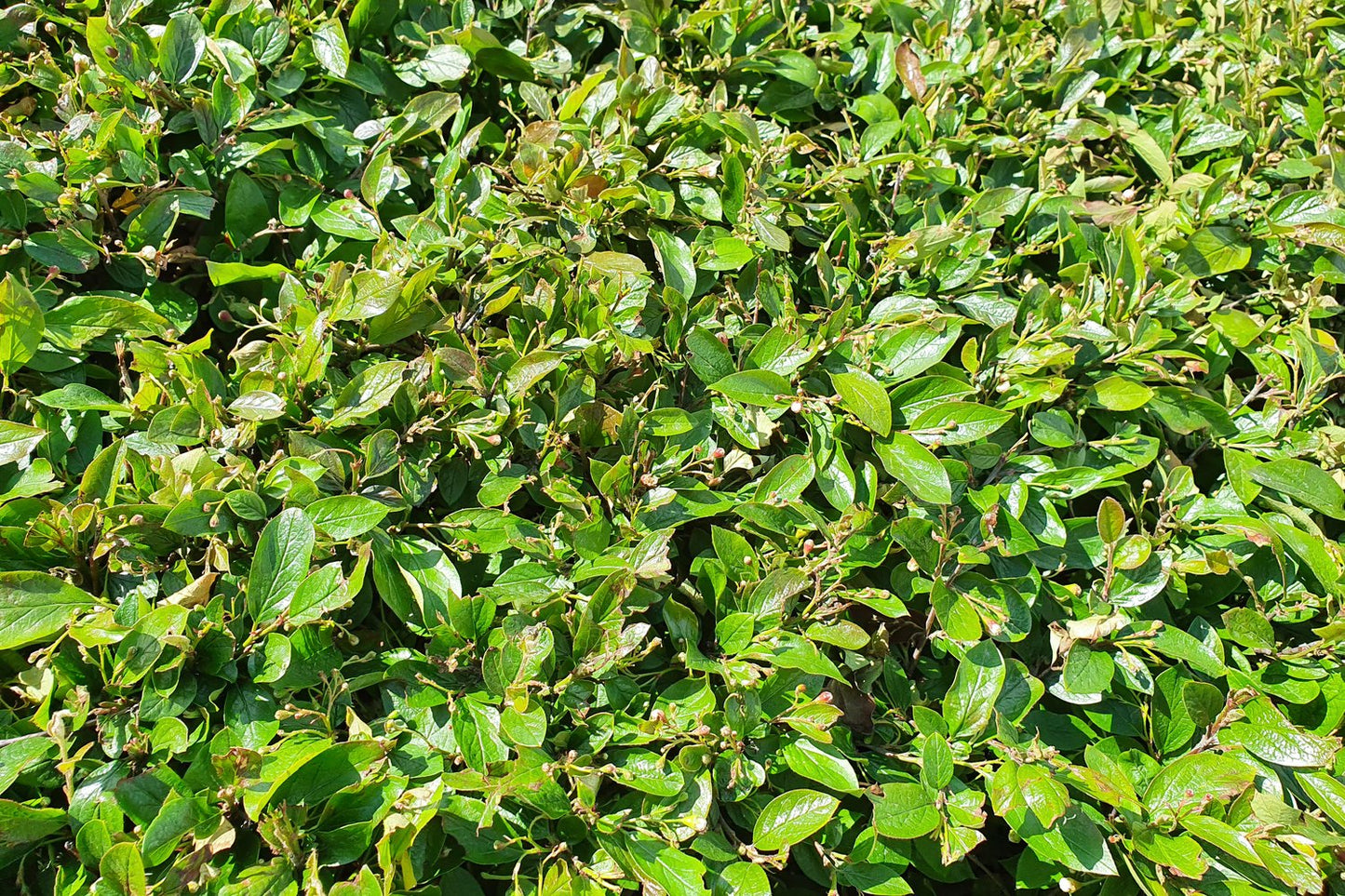 Cotoneaster lucidus, 60-100 cm, 5-pack-Goliat