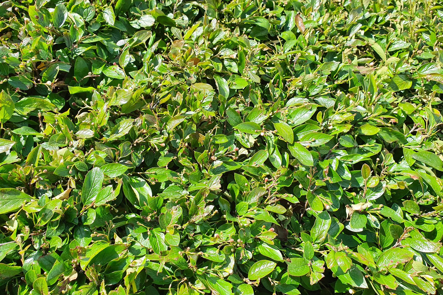 Cotoneaster lucidus, 60-100 cm, 5-pack-Goliat