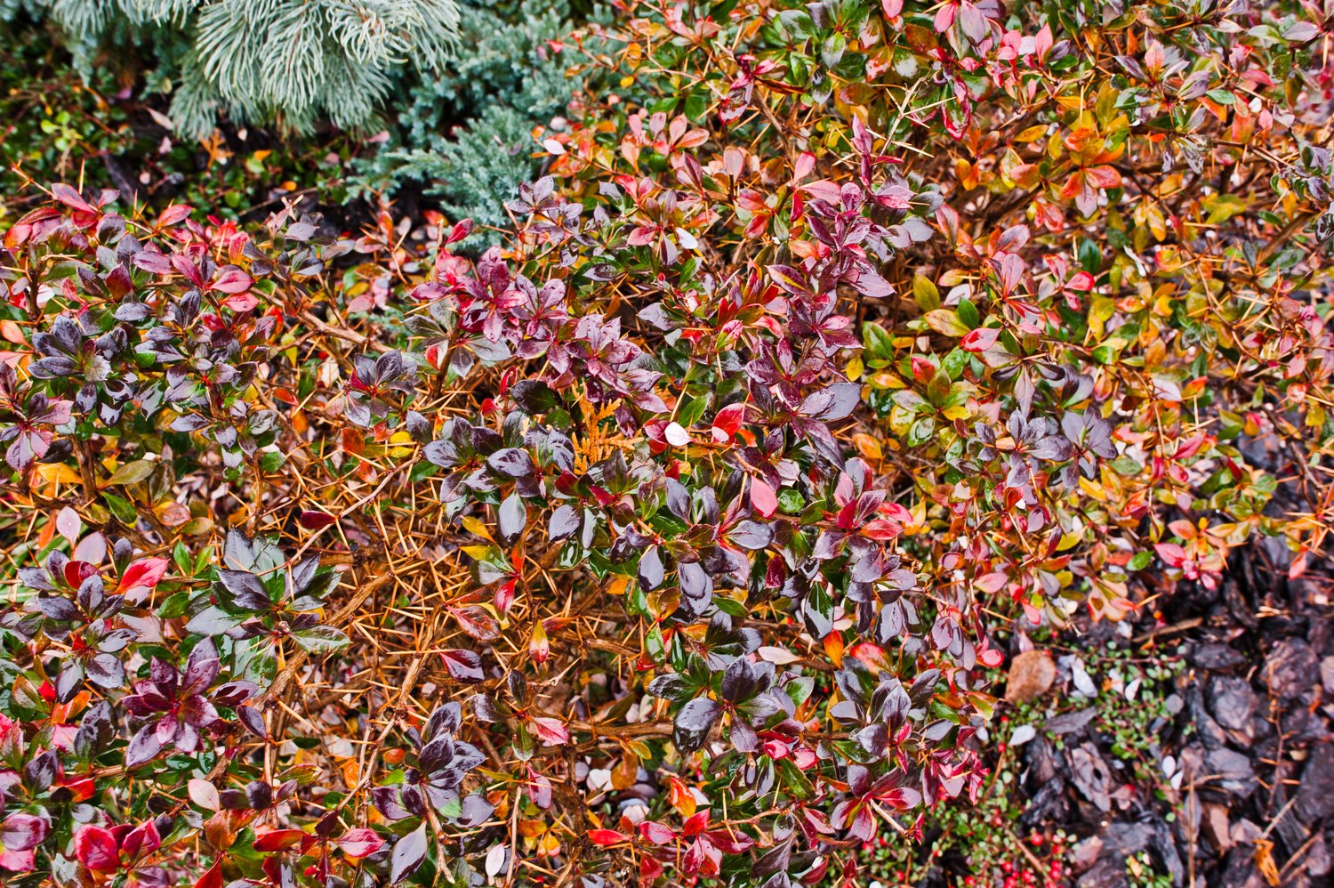 Cotoneaster lucidus, 60-100 cm, 5-pack-Goliat