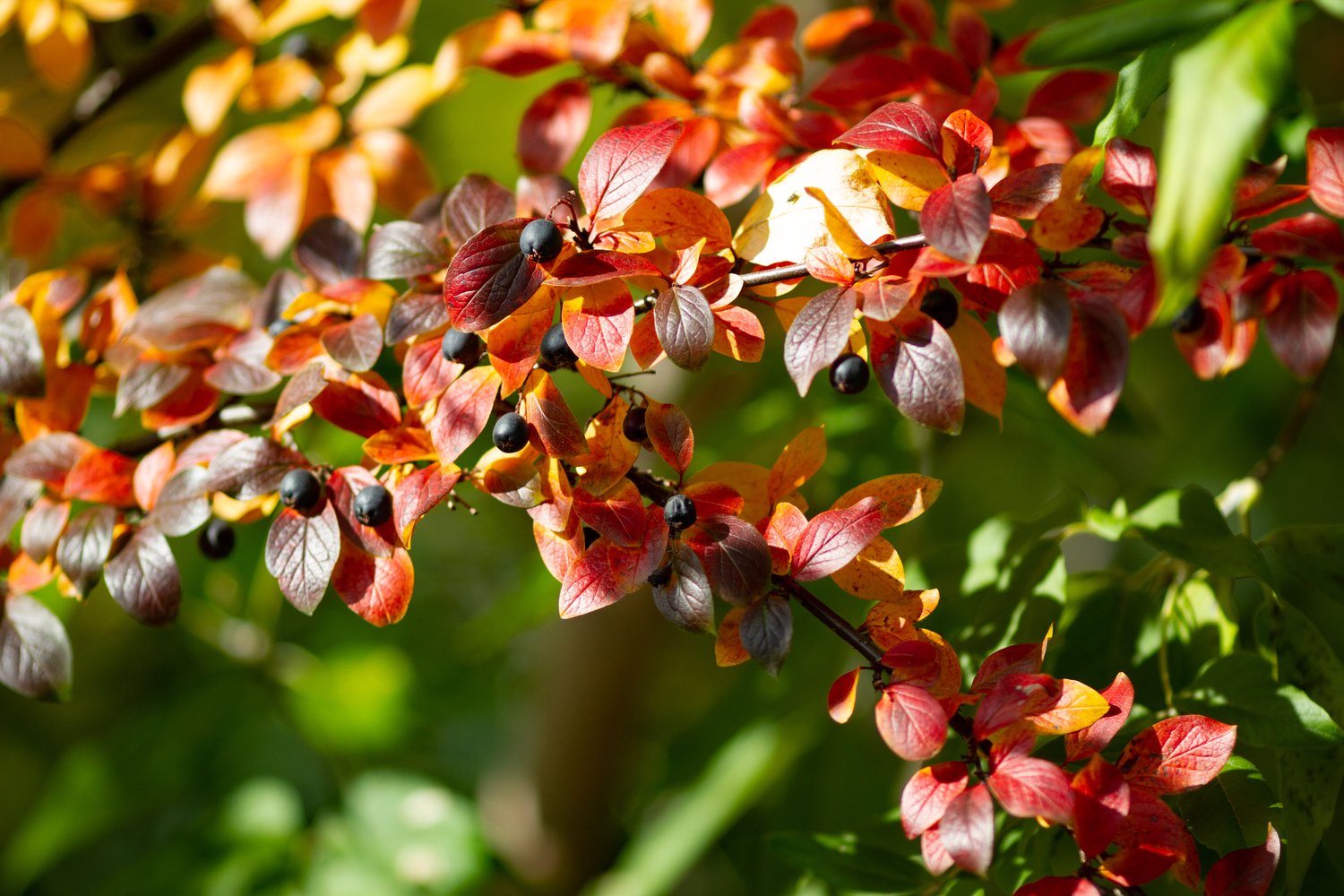 Cotoneaster lucidus, 60-100 cm, 5-pack-Goliat