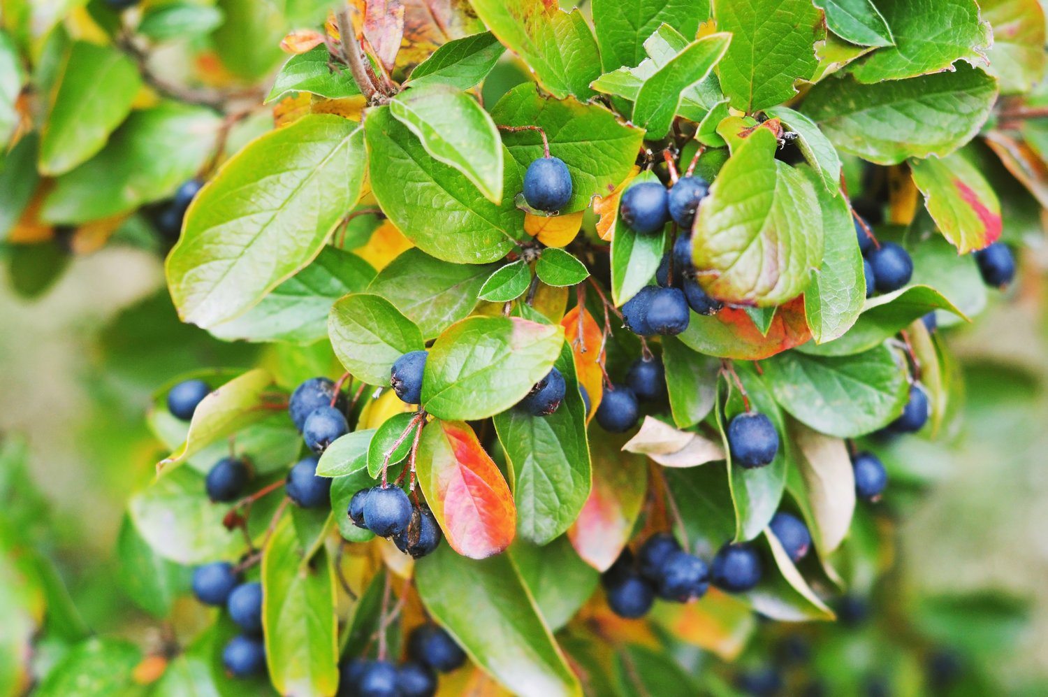 Cotoneaster lucidus, 60-100 cm, 5-pack-Goliat