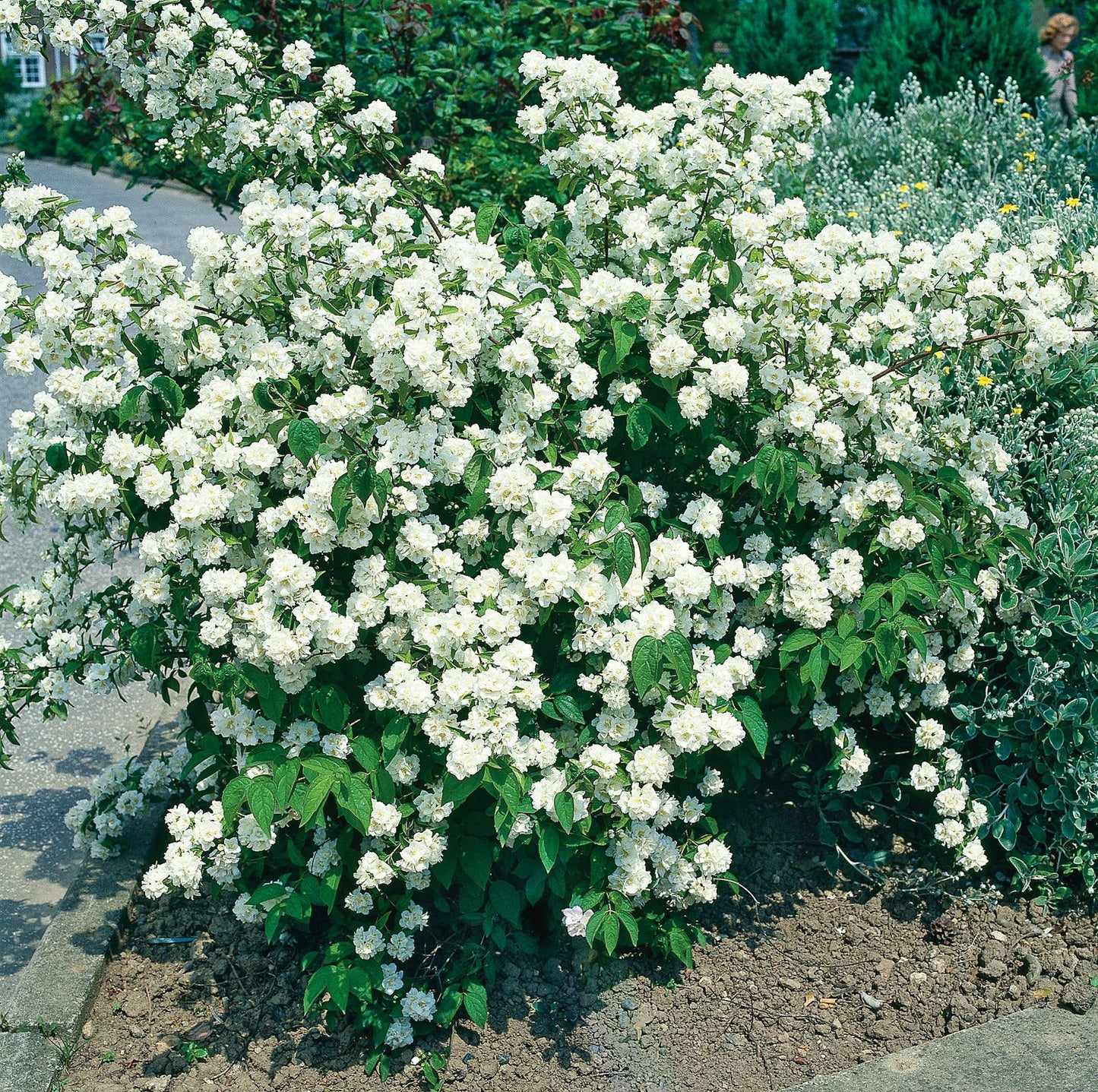 Philadelphus coronarius, 80-100 cm, 5-pack-Goliat