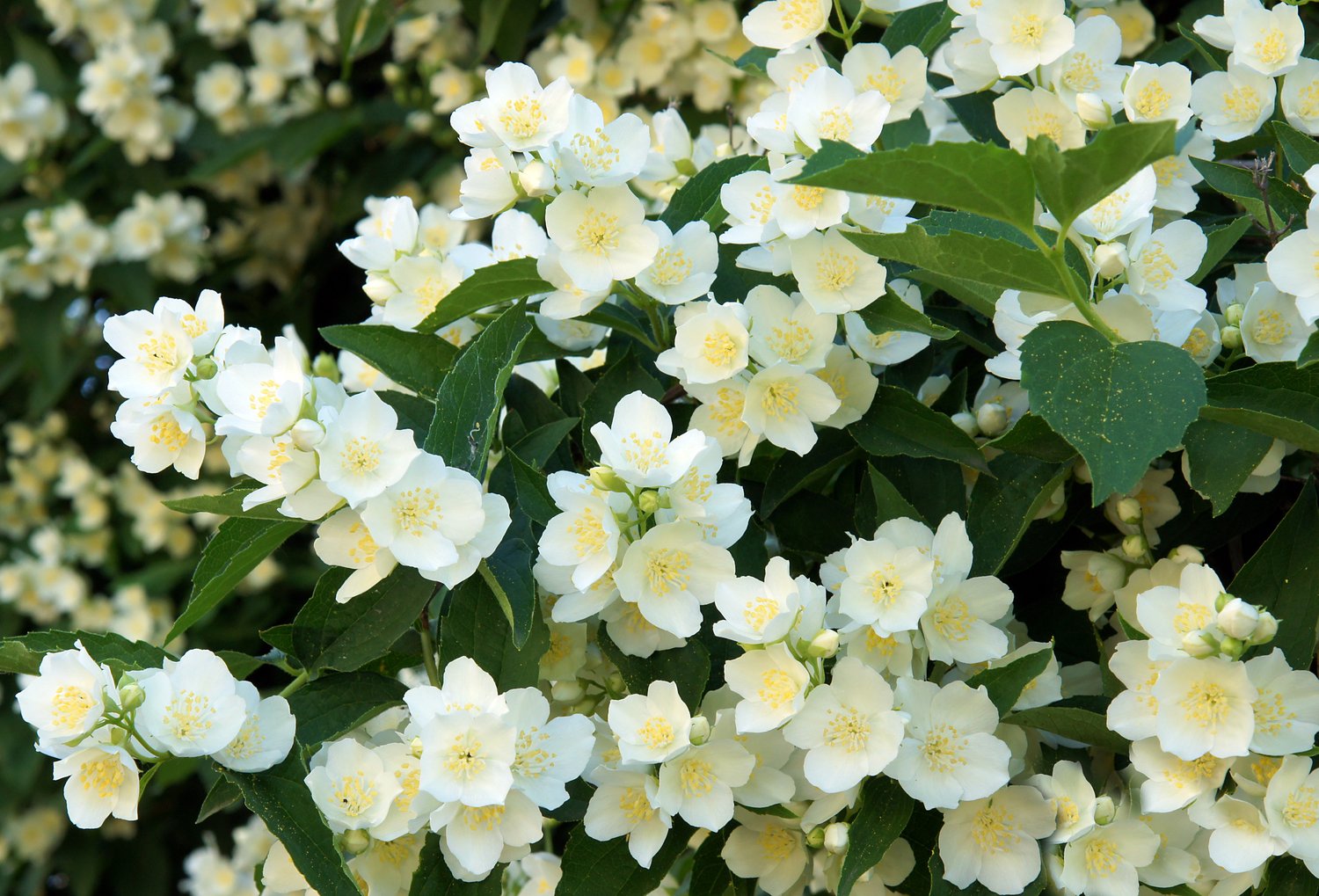 Philadelphus coronarius, 80-100 cm, 5-pack-Goliat