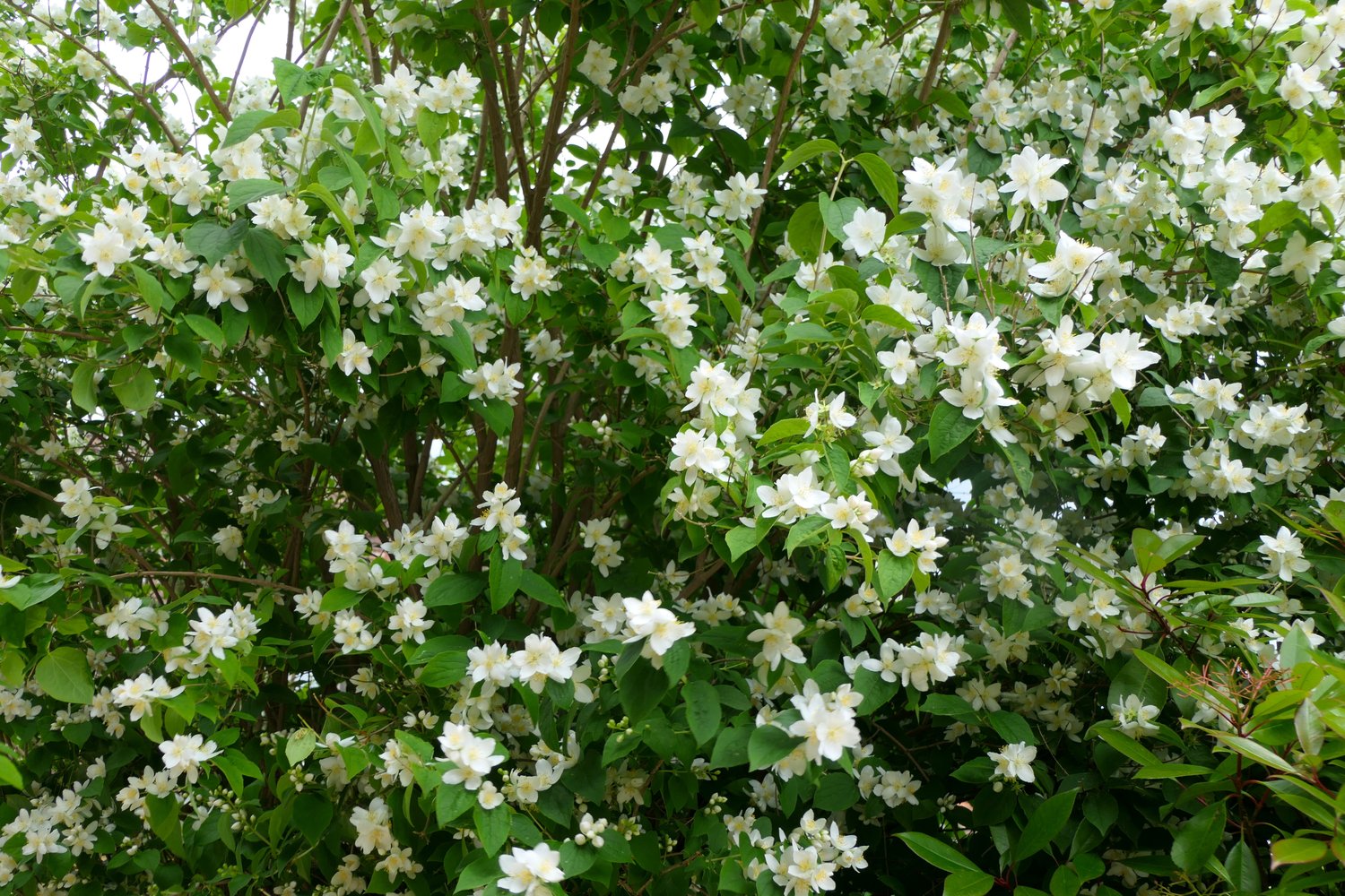 Philadelphus coronarius, 80-100 cm, 5-pack-Goliat