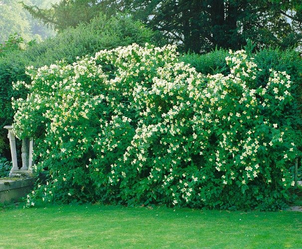 Philadelphus 'Mont Blanc', 80-100 cm, 5-pack-Goliat