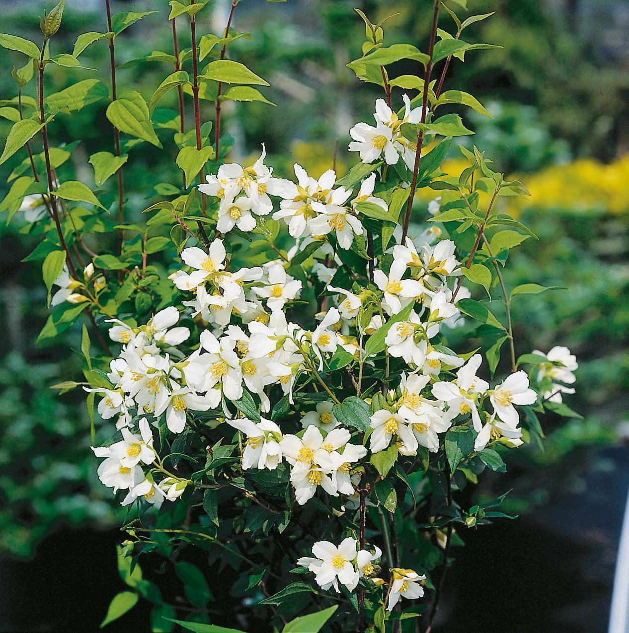 Philadelphus 'Mont Blanc', 80-100 cm, 5-pack-Goliat