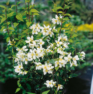 Philadelphus 'Mont Blanc', 80-100 cm, 5-pack-Goliat