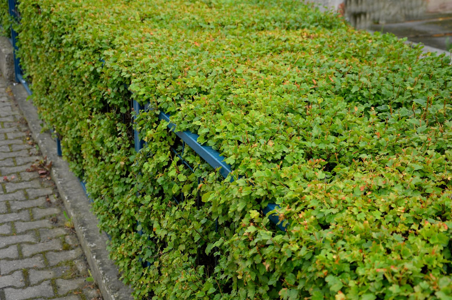 Ribes alpinum 'Schmidt', 50-70 cm, 4-5 gr, 5-pack-Goliat