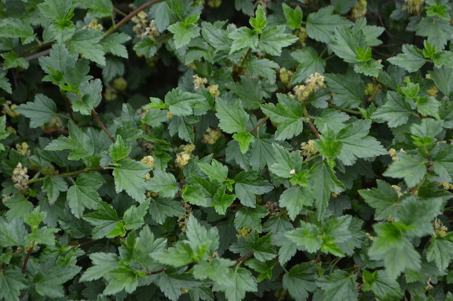 Ribes alpinum 'Schmidt', 50-70 cm, 4-5 gr, 5-pack-Goliat