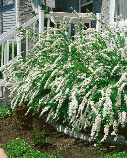 Spiraea x cinerea 'Grefsheim', 60-100 cm, 5-pack-Goliat