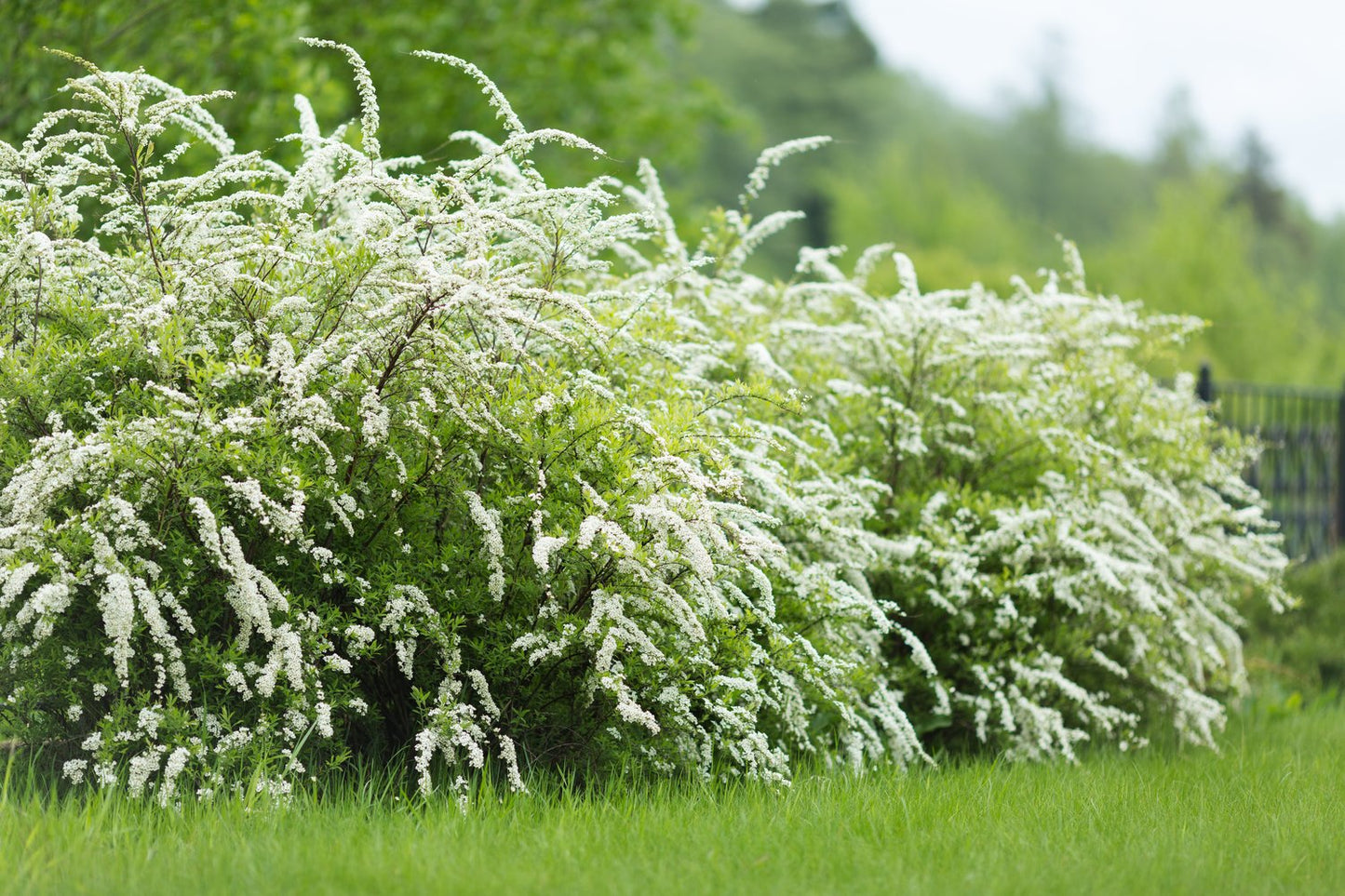 Spiraea x cinerea 'Grefsheim', 60-100 cm, 5-pack-Goliat