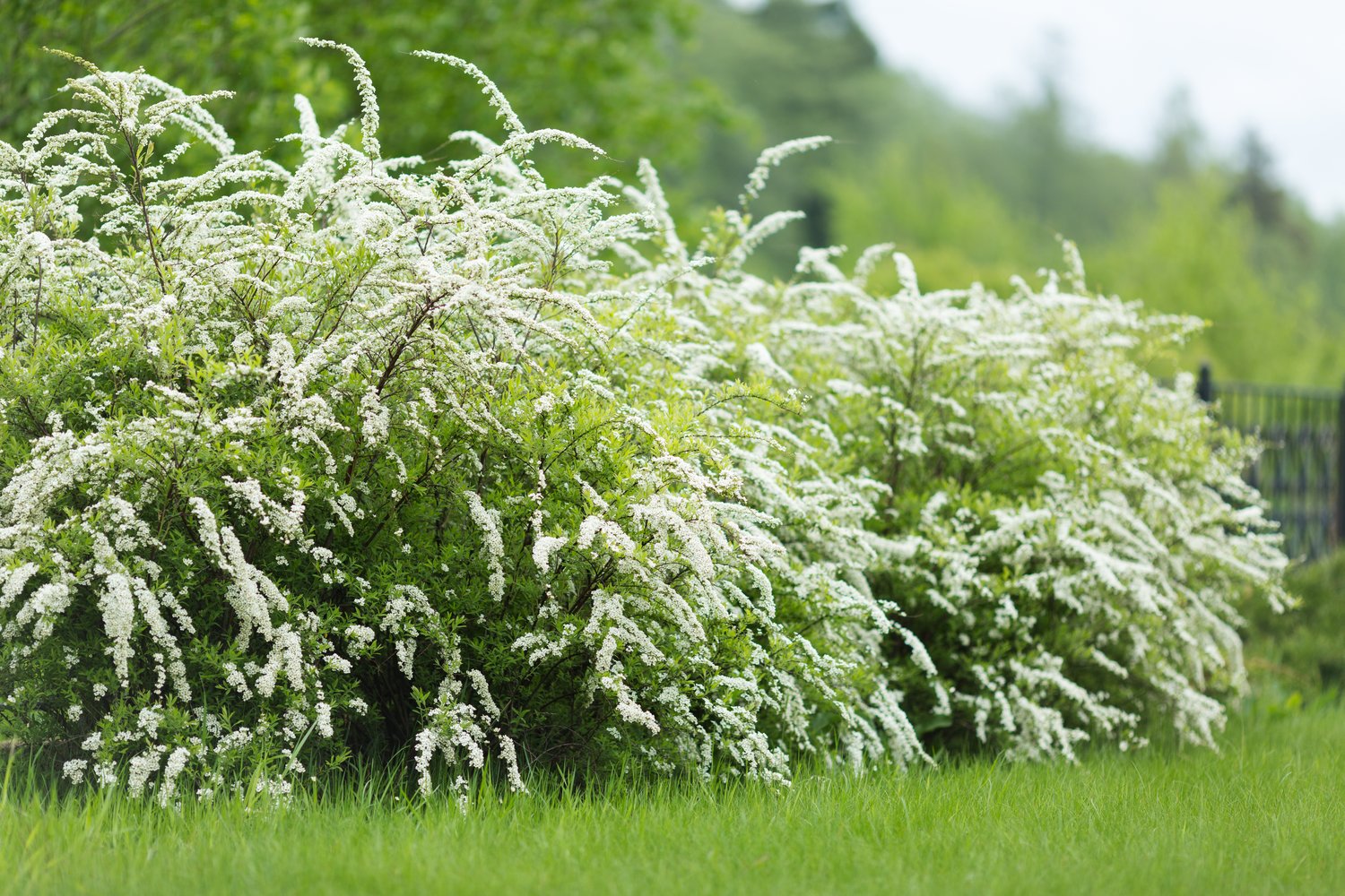 Spiraea x cinerea 'Grefsheim', 60-100 cm, 5-pack-Goliat