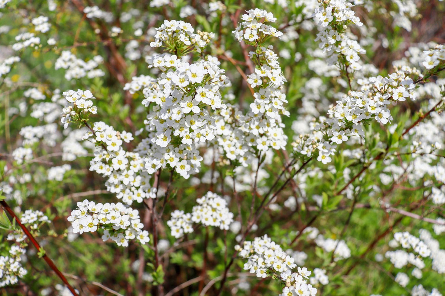 Spiraea x cinerea 'Grefsheim', 60-100 cm, 5-pack-Goliat