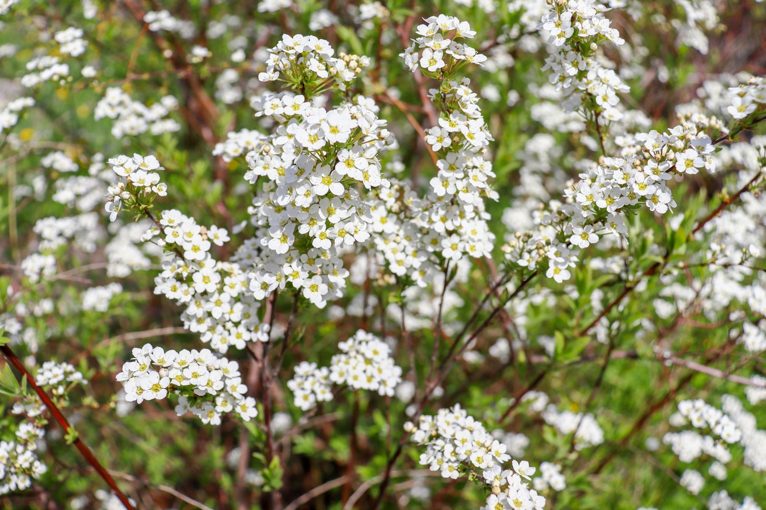 Spiraea x cinerea 'Grefsheim', 60-100 cm, 5-pack-Goliat
