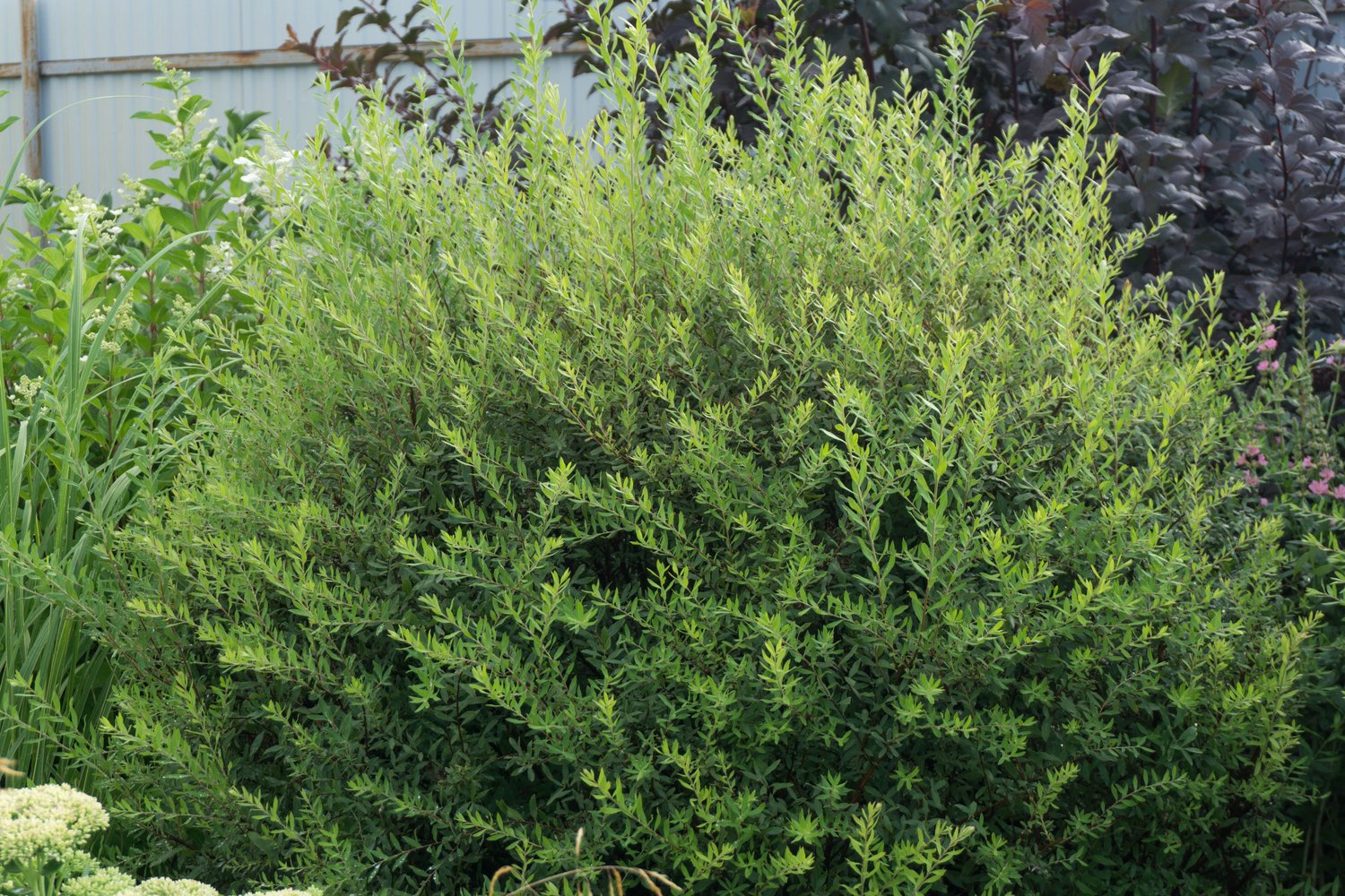 Spiraea x cinerea 'Grefsheim', 60-100 cm, 5-pack-Goliat