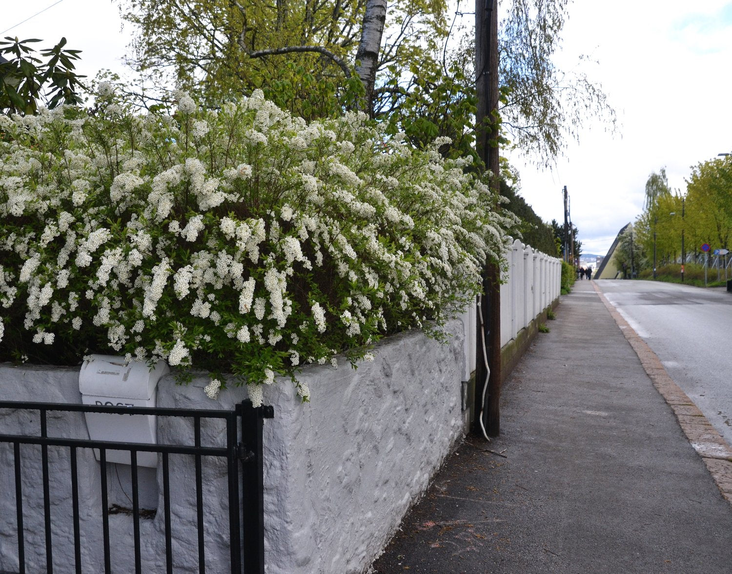Spiraea x cinerea 'Grefsheim', 60-100 cm, 5-pack-Goliat