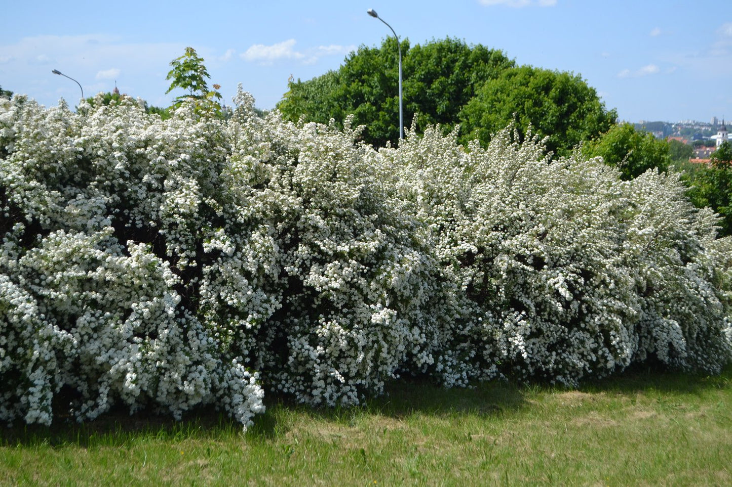 Spiraea x vanhouttei, 80-100 cm, 5-pack-Goliat