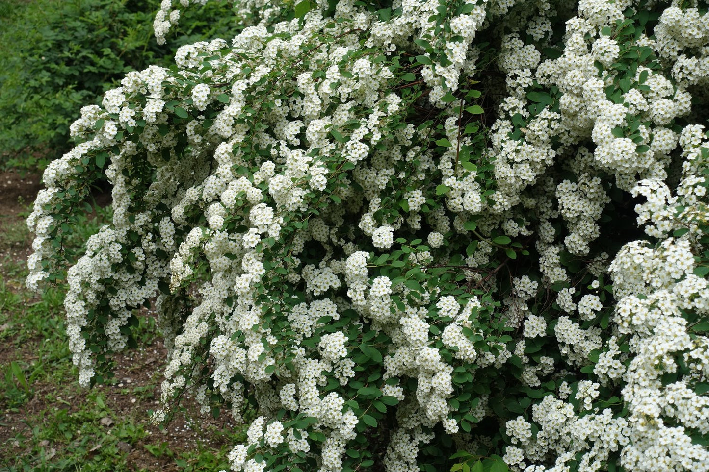 Spiraea x vanhouttei, 80-100 cm, 5-pack-Goliat