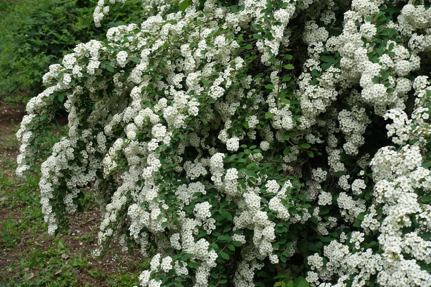 Spiraea x vanhouttei, 80-100 cm, 5-pack-Goliat
