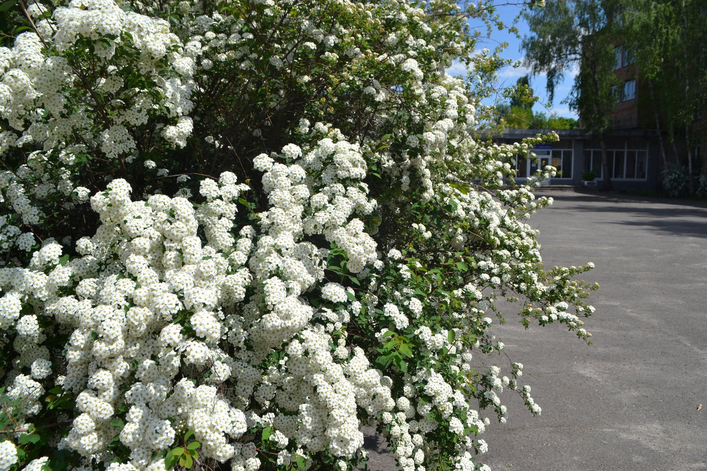 Spiraea x vanhouttei, 80-100 cm, 5-pack-Goliat