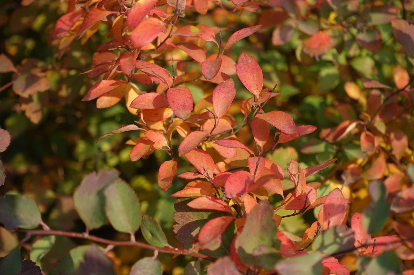 Spiraea x vanhouttei, 80-100 cm, 5-pack-Goliat