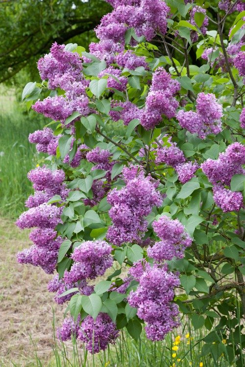 Syringa vulgaris, 50-80 cm, 2-4 gr, 5-pack-Goliat