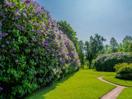 Syringa vulgaris, 50-80 cm, 2-4 gr, 5-pack-Goliat