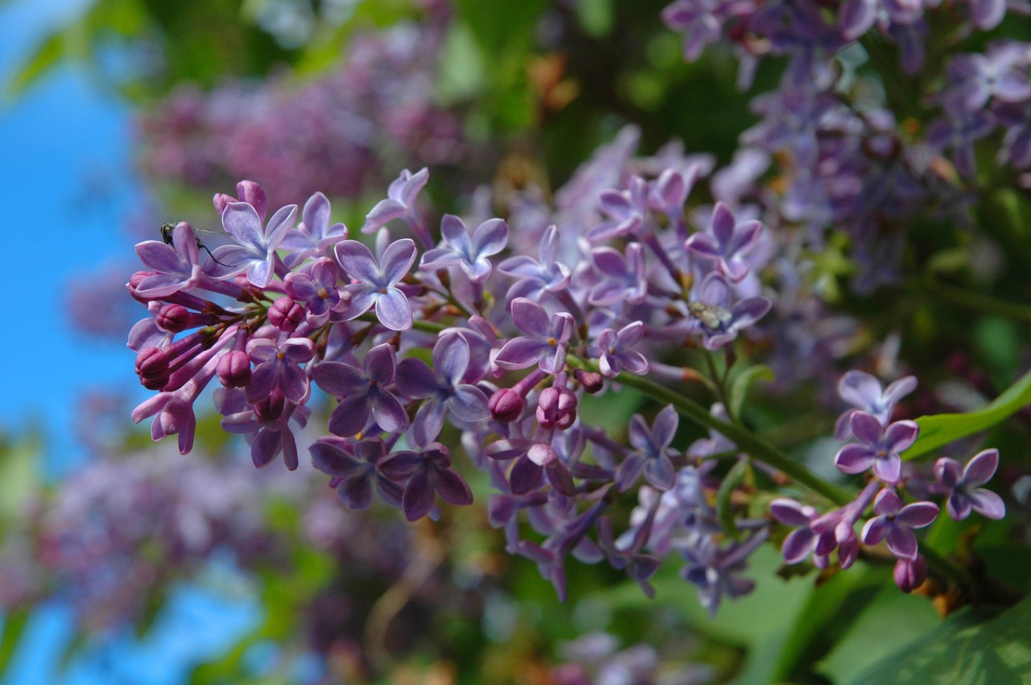 Syringa vulgaris, 50-80 cm, 2-4 gr, 5-pack-Goliat