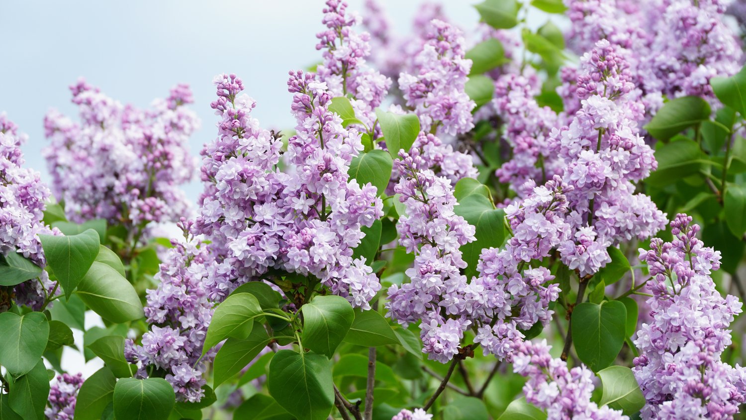 Syringa vulgaris, 50-80 cm, 2-4 gr, 5-pack-Goliat