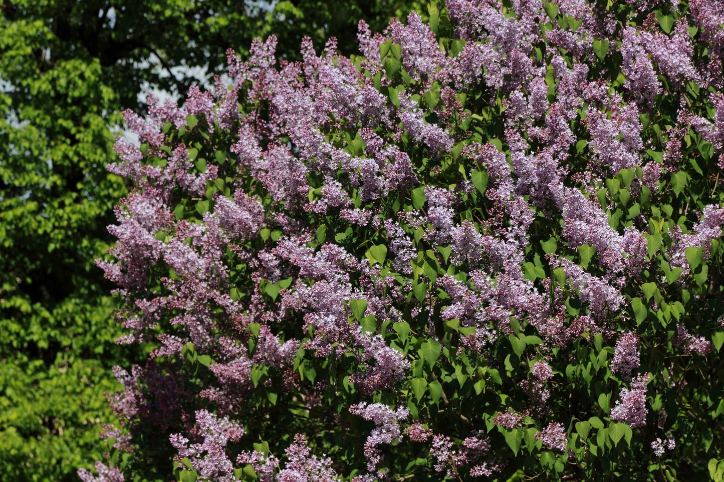 Syringa vulgaris, 50-80 cm, 2-4 gr, 5-pack-Goliat