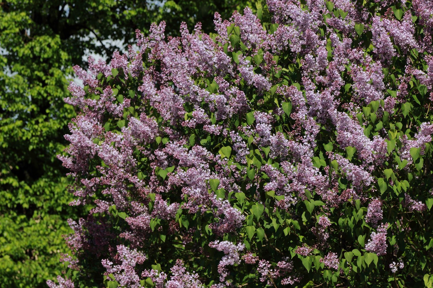 Syringa vulgaris, 50-80 cm, 2-4 gr, 5-pack-Goliat