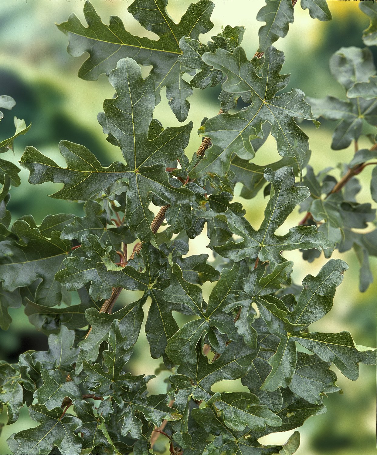 Acer campestre, 50-80 cm