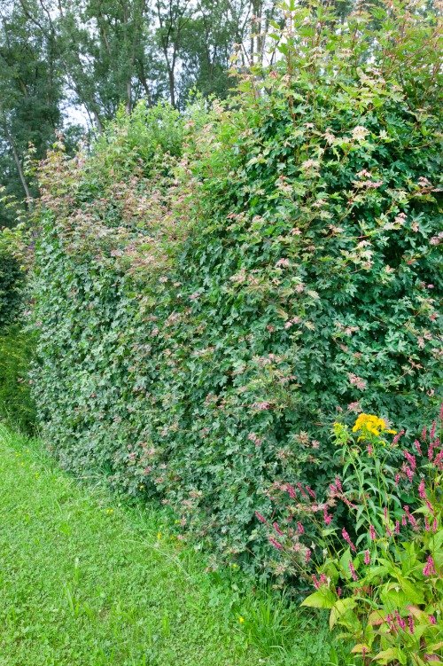 Acer campestre, 50-80 cm