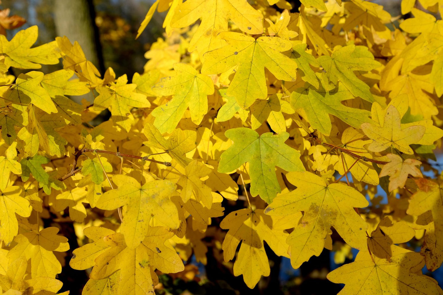 Acer campestre, 50-80 cm