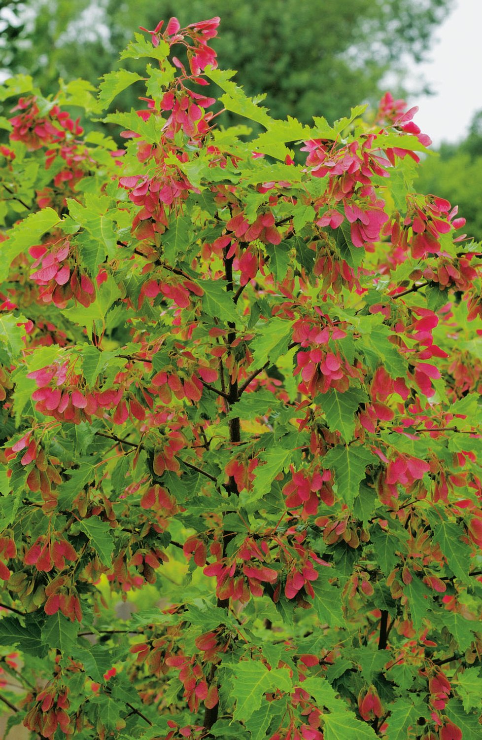 Acer tataricum ssp. ginnala, 50-80 cm